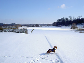 Image showing golf at the winter