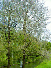 Image showing tree and water