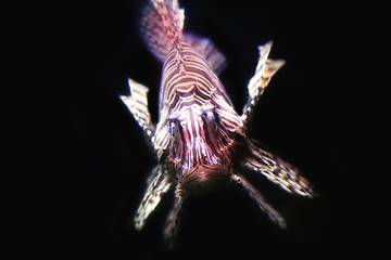 Image showing Lionfish (Pterois miles)