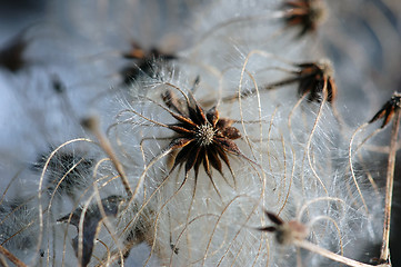 Image showing Dried flower