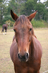 Image showing horse