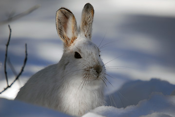 Image showing Snowshoe Hare