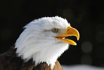 Image showing American Bald Eagle