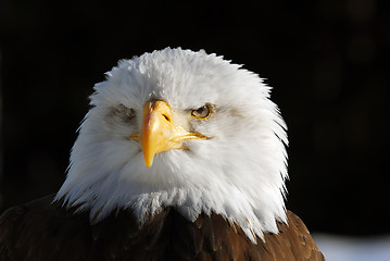 Image showing American Bald Eagle