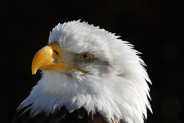 Image showing American Bald Eagle