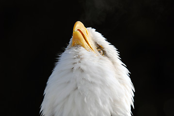 Image showing American Bald Eagle