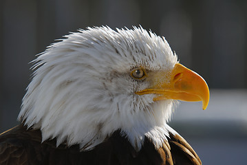 Image showing American Bald Eagle