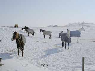 Image showing horses in snow