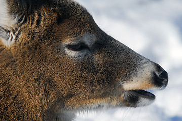 Image showing White-tailed deer 