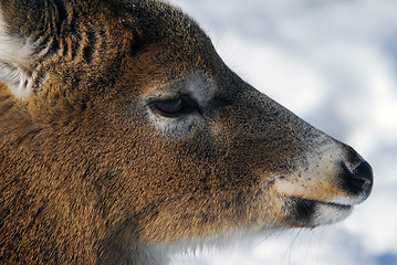 Image showing White-tailed deer 