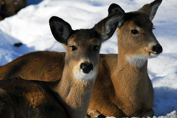 Image showing White-tailed deer 