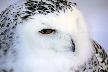 Image showing Snowy Owl