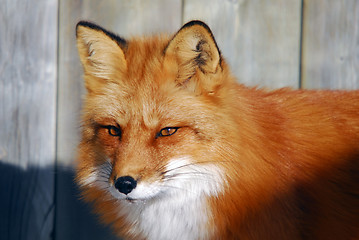 Image showing Red Fox