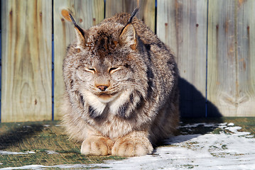 Image showing Canada Lynx
