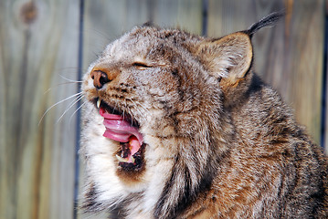 Image showing Canada Lynx