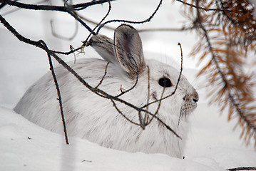 Image showing Snowshoe Hare