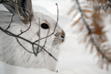 Image showing Snowshoe Hare