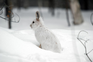 Image showing Snowshoe Hare