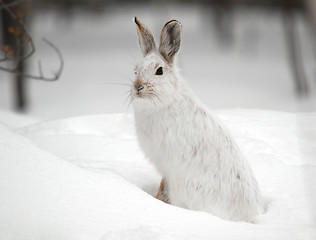 Image showing Snowshoe Hare