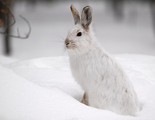 Image showing Snowshoe Hare