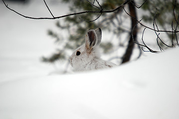 Image showing Snowshoe Hare