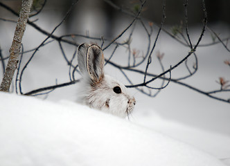 Image showing Snowshoe Hare