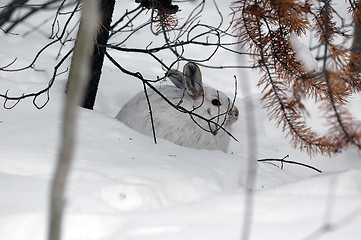 Image showing Snowshoe Hare