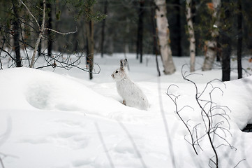 Image showing Snowshoe Hare