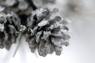 Image showing Pine Cone