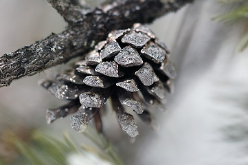 Image showing Pine Cone