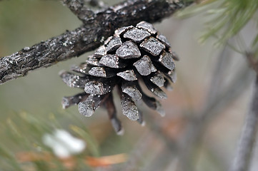 Image showing Pine Cone