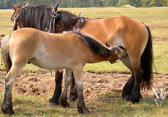 Image showing horses