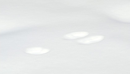 Image showing Snowshoe Hare Tracks