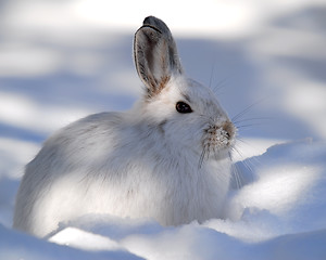 Image showing Snowshoe Hare