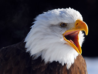 Image showing American Bald Eagle