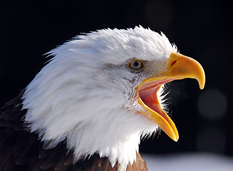 Image showing American Bald Eagle