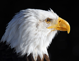 Image showing American Bald Eagle