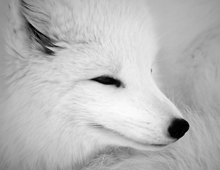 Image showing Arctic Fox