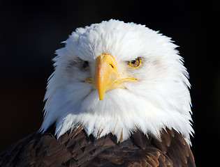 Image showing American Bald Eagle