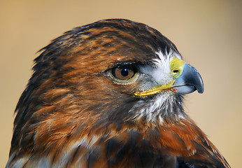 Image showing Red-tailed Hawk (Buteo jamaicensis)