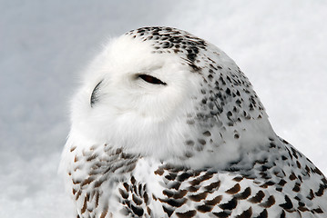 Image showing Snowy Owl