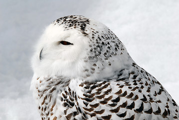 Image showing Snowy Owl