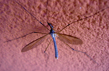 Image showing mosquitoe