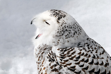 Image showing Snowy Owl