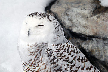 Image showing Snowy Owl