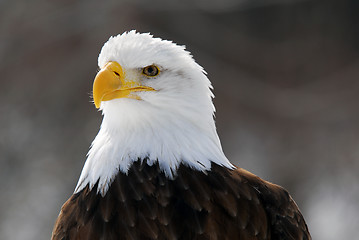 Image showing American Bald Eagle