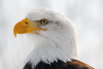 Image showing American Bald Eagle