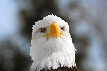 Image showing American Bald Eagle