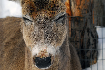 Image showing White-tailed deer 