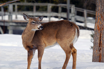 Image showing White-tailed deer 